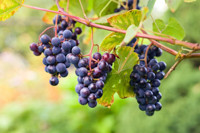 Grape, Grapes,  Vitis Vinifera, Grape Vine, Grape Vines, Seedless Grapes, Vitis Labrusca, Vitis coignetiae